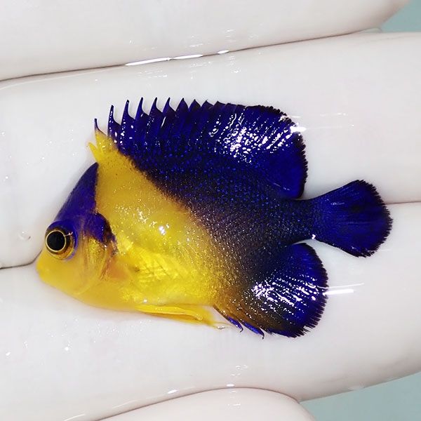 【現物1】スミレヤッコ 3.3cm±! 海水魚 ヤッコ 15時までのご注文で当日...