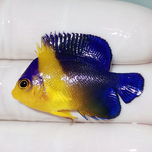 【現物5】スミレヤッコ 3.5cm±! 海水魚 ヤッコ 15時までのご注文で当日...