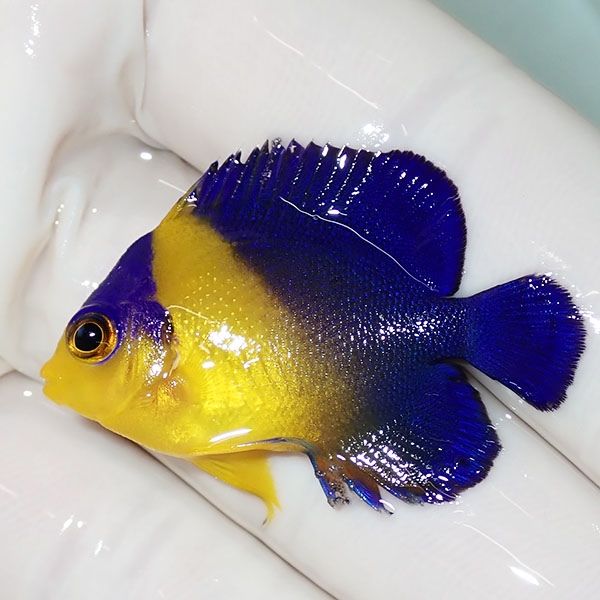 【現物6】スミレヤッコ 3.7cm±! 海水魚 ヤッコ 15時までのご注文で当日...