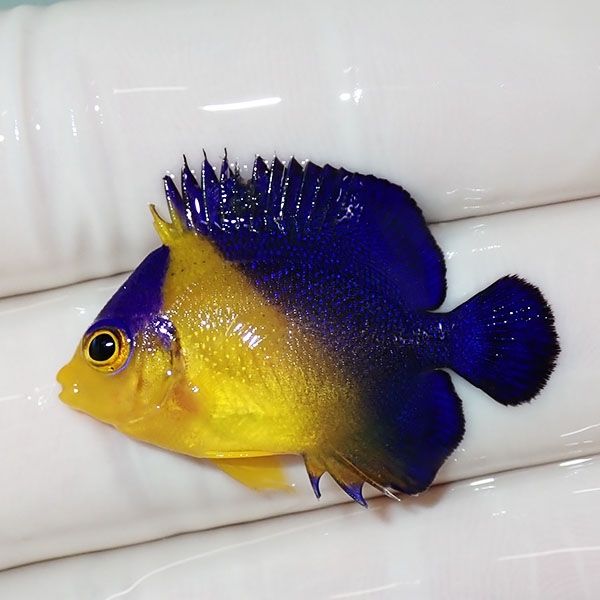 【現物2】スミレヤッコ 3.3cm±! 海水魚 ヤッコ 15時までのご注文で当日...