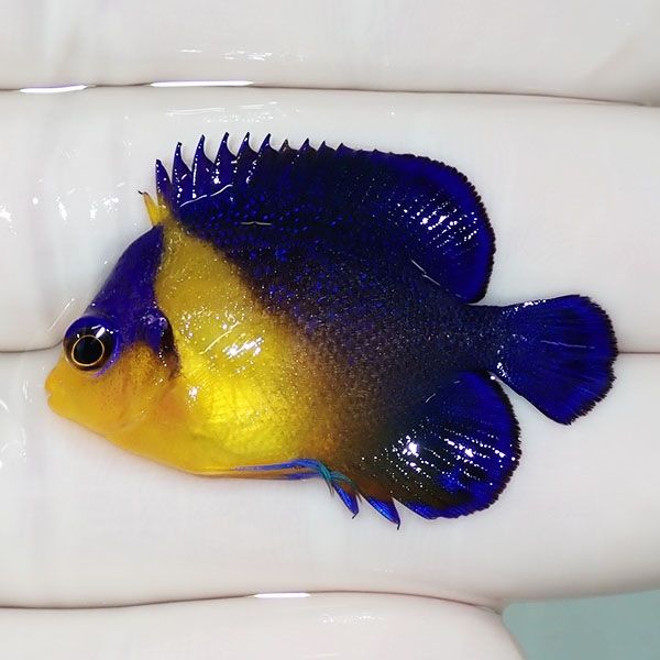 【現物10】スミレヤッコ 3.8cm±! 海水魚 ヤッコ 15時までのご注文で当日...