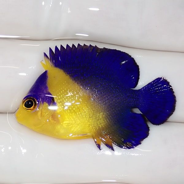 【現物17】背鰭かけ スミレヤッコ 3.7cm±! 海水魚 ヤッコ 15時までのご...