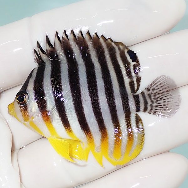 【現物9】sale シマヤッコ 5.3cm±! 海水魚 生体 15時までのご注文で当日...