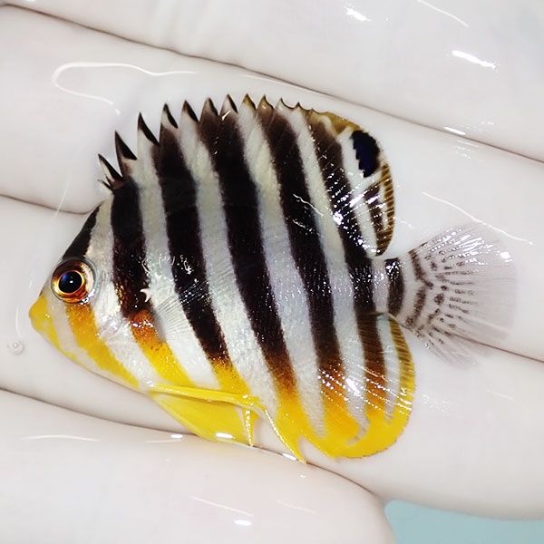 【現物2】sale シマヤッコ 4.5cm±! 海水魚 生体 15時までのご注文で当日...