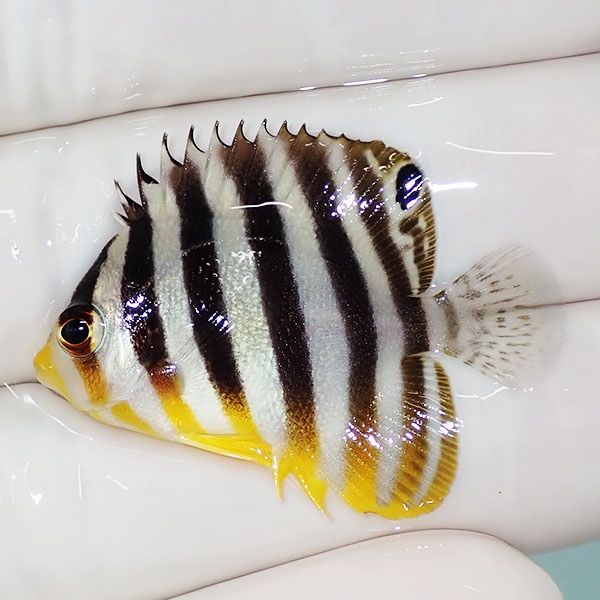 【現物11】sale シマヤッコ 3.5cm±! 海水魚 生体 15時までのご注文で当...