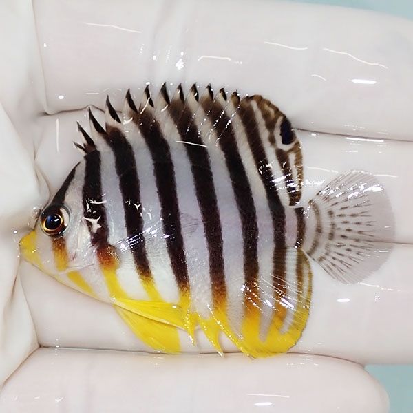 【現物7】sale シマヤッコ 5cm±! 海水魚 生体 15時までのご注文で当日発...