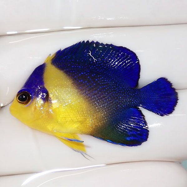 【現物14】スミレヤッコ 4cm±! 海水魚 ヤッコ 15時までのご注文で当日発...