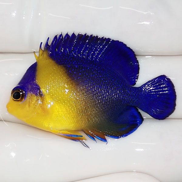 【現物15】スミレヤッコ 4cm±! 海水魚 ヤッコ 15時までのご注文で当日発...