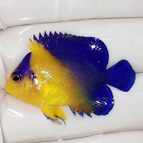 【現物16】スミレヤッコ 4cm±! 海水魚 ヤッコ 15時までのご注文で当日発...