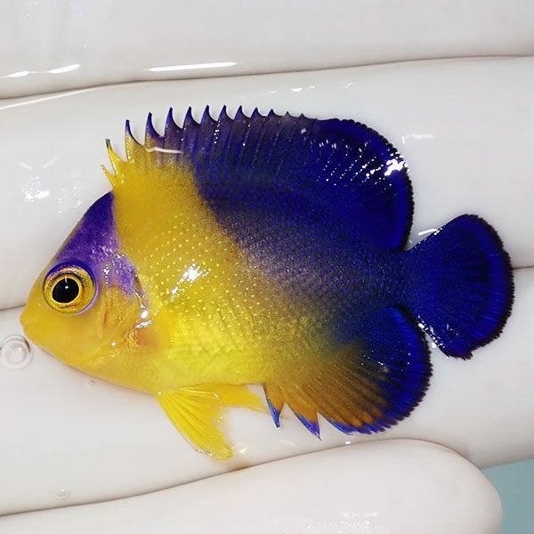 【現物11】スミレヤッコ 4cm±! 海水魚 ヤッコ 15時までのご注文で当日発...