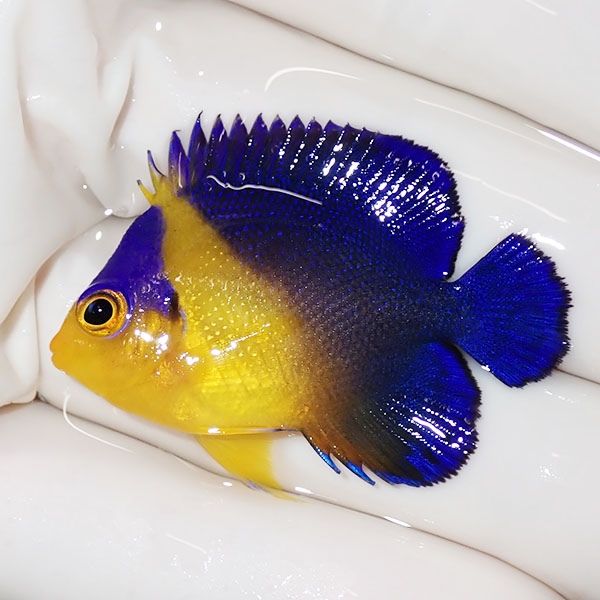 【現物12】スミレヤッコ 4cm±! 海水魚 ヤッコ 15時までのご注文で当日発...