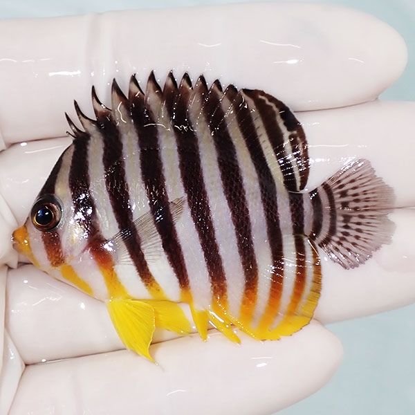 【現物14】ヒレスレ シマヤッコ 6cm±! 海水魚 生体 15時までのご注文で...