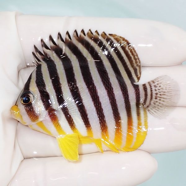 【現物15】sale シマヤッコ 6cm±! 海水魚 生体 15時までのご注文で当日...