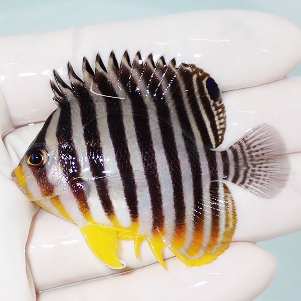 【現物17】sale シマヤッコ 6cm±! 海水魚 生体 15時までのご注文で当日...