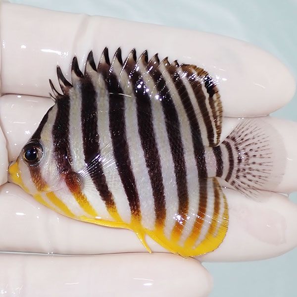 【現物18】sale シマヤッコ 6cm±! 海水魚 生体 15時までのご注文で当日...