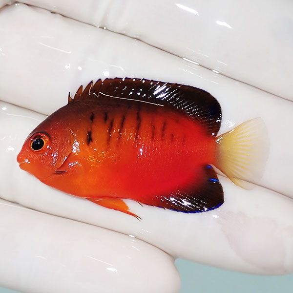 【現物1】ダイダイヤッコ 4.5cm±!海水魚 ヤッコ 15時までのご注文で当日...