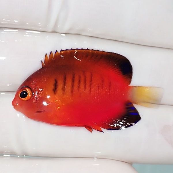 【現物2】ダイダイヤッコ 4cm±!海水魚 ヤッコ 15時までのご注文で当日発...