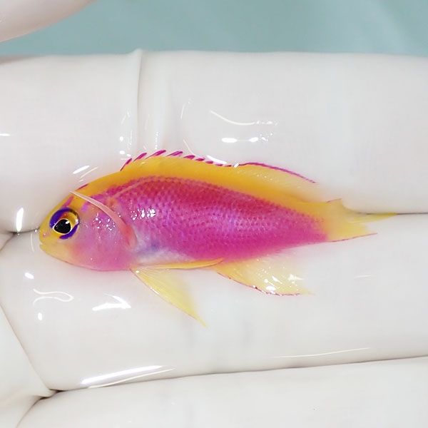 【現物】尾びれ欠け ベントラリス 3.5cm!海水魚 ハナダイ 15時までのご...