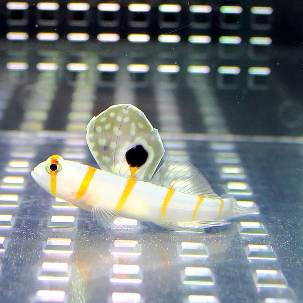 ニチリンダテハゼ 5-7cm± !海水魚 ハゼ 15時までのご注文で当日発送(t121