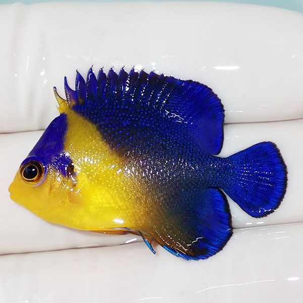 【現物17】スミレヤッコ 3.8cm±! 海水魚 ヤッコ 15時までのご注文で当日...