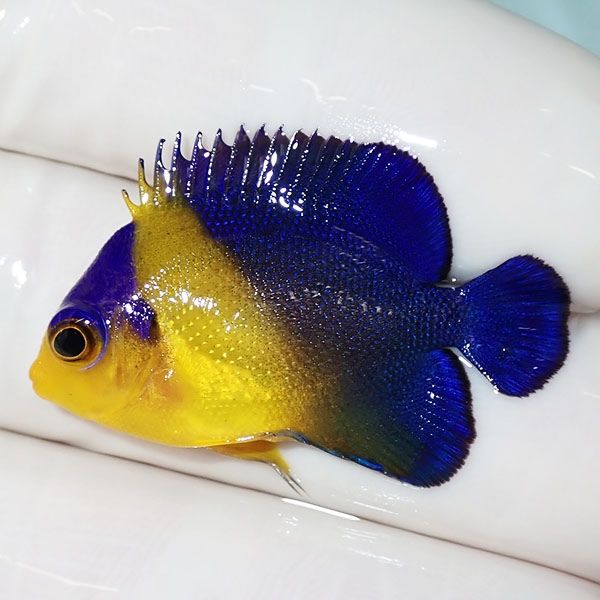 【現物13】スミレヤッコ 3.3cm±! 海水魚 ヤッコ 15時までのご注文で当日...