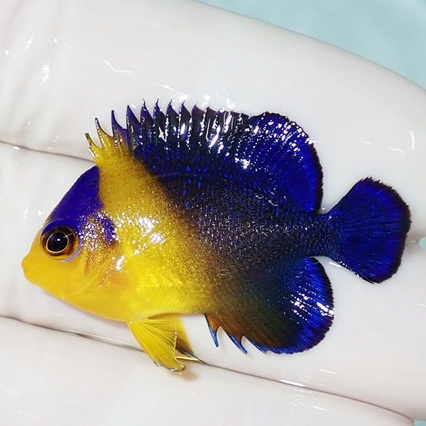 【現物14】スミレヤッコ 3.7cm±! 海水魚 ヤッコ 15時までのご注文で当日...