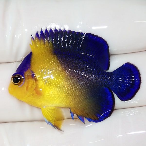 【現物15】スミレヤッコ 3.7cm±! 海水魚 ヤッコ 15時までのご注文で当日...