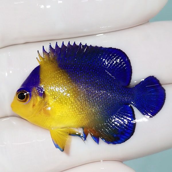 【現物16】スミレヤッコ 3.8cm±! 海水魚 ヤッコ 15時までのご注文で当日...