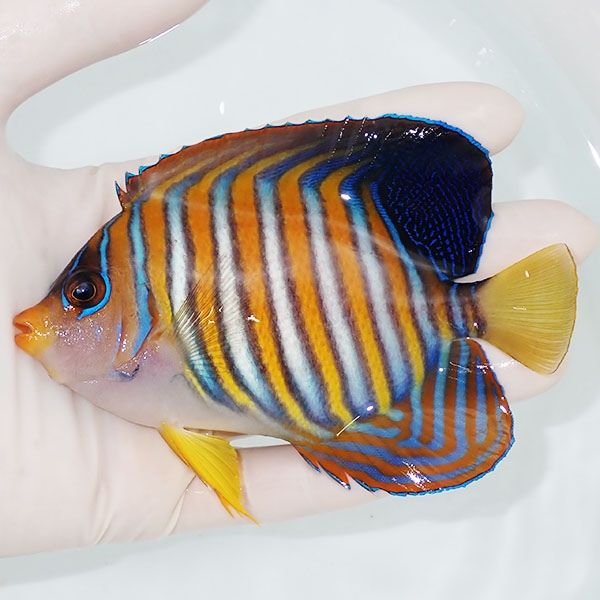 【現物1】ニシキヤッコ 11.5cm±!海水魚 ヤッコ15時までのご注文で当日発...