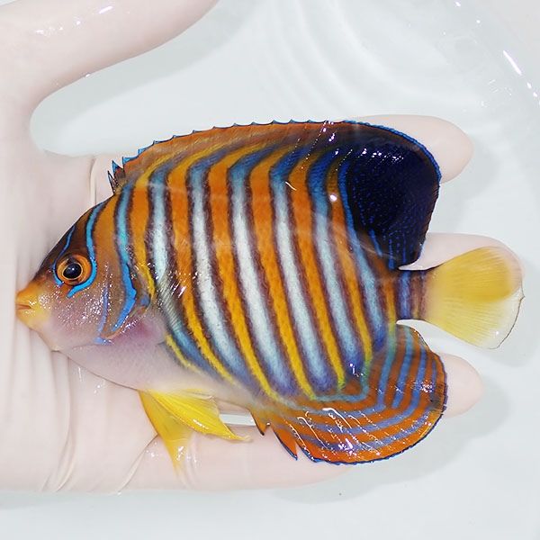 【現物2】ニシキヤッコ 12cm±!海水魚 ヤッコ15時までのご注文で当日発送...