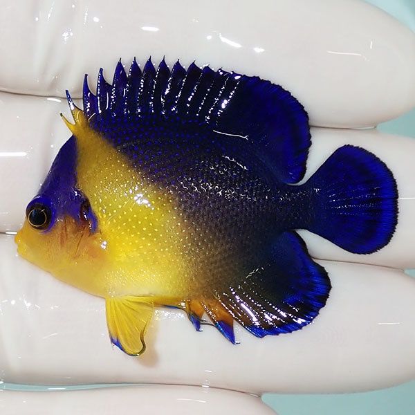 【現物11】スミレヤッコ 4.5cm±! 海水魚 ヤッコ 15時までのご注文で当日...