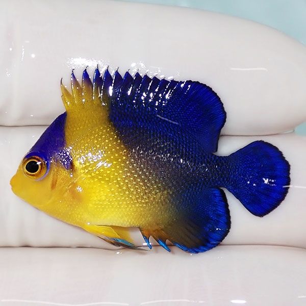 【現物12】スミレヤッコ 3.8cm±! 海水魚 ヤッコ 15時までのご注文で当日...