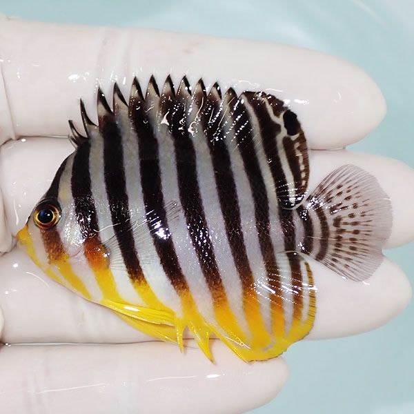 【現物21】sale シマヤッコ 6.5cm±! 海水魚 生体 15時までのご注文で当...