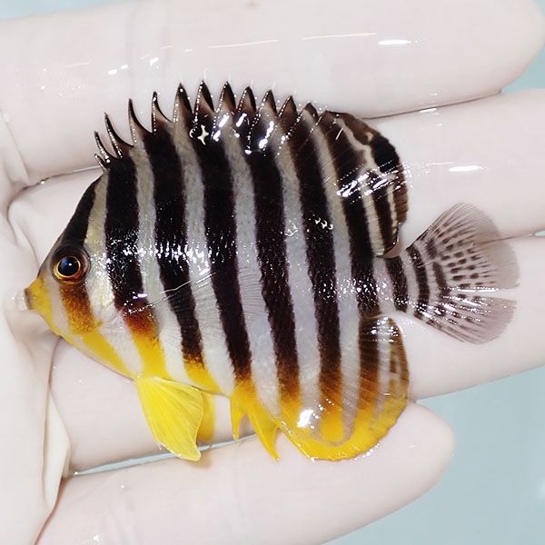 【現物20】sale シマヤッコ 6cm±! 海水魚 生体 15時までのご注文で当日...