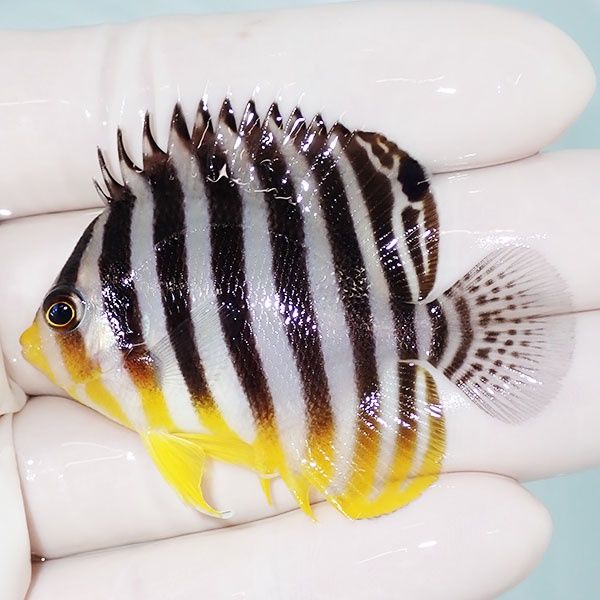 【現物22】sale シマヤッコ 5.5cm±! 海水魚 生体 15時までのご注文で当...