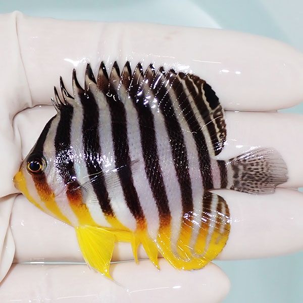 【現物23】sale シマヤッコ 6cm±! 海水魚 生体 15時までのご注文で当日...