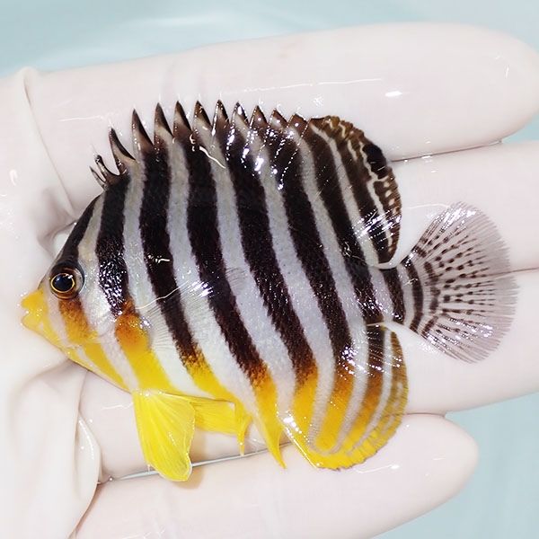 【現物24】sale シマヤッコ 6.5cm±! 海水魚 生体 15時までのご注文で当...