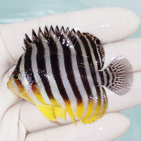 【現物25】sale シマヤッコ 6.5cm±! 海水魚 生体 15時までのご注文で当...