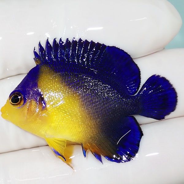 【現物18】スミレヤッコ 4cm±! 海水魚 ヤッコ 15時までのご注文で当日発...