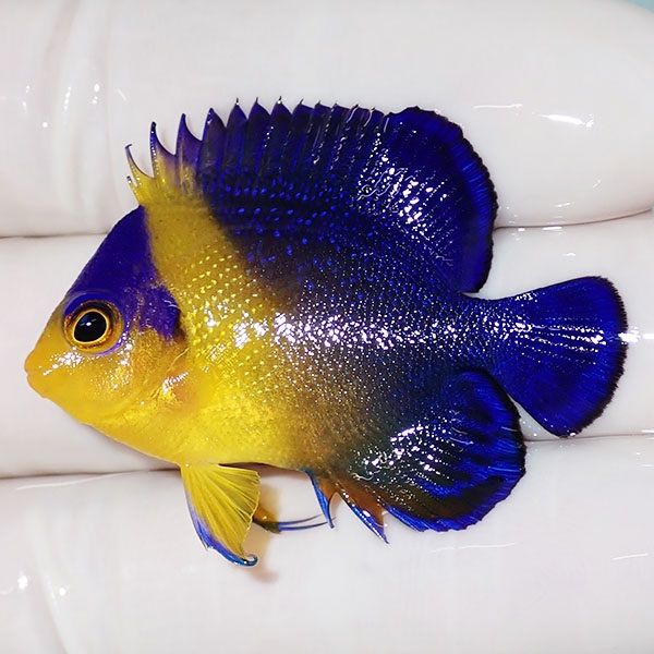 【現物19】スミレヤッコ 4cm±! 海水魚 ヤッコ 15時までのご注文で当日発...