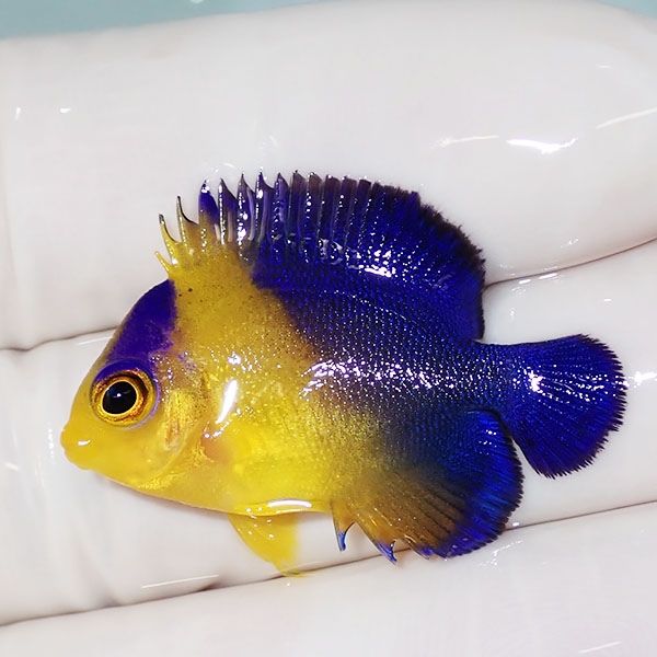 【現物20】スミレヤッコ 3.2cm±! 海水魚 ヤッコ 15時までのご注文で当日...