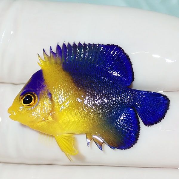 【現物21】スミレヤッコ 3.2cm±! 海水魚 ヤッコ 15時までのご注文で当日...