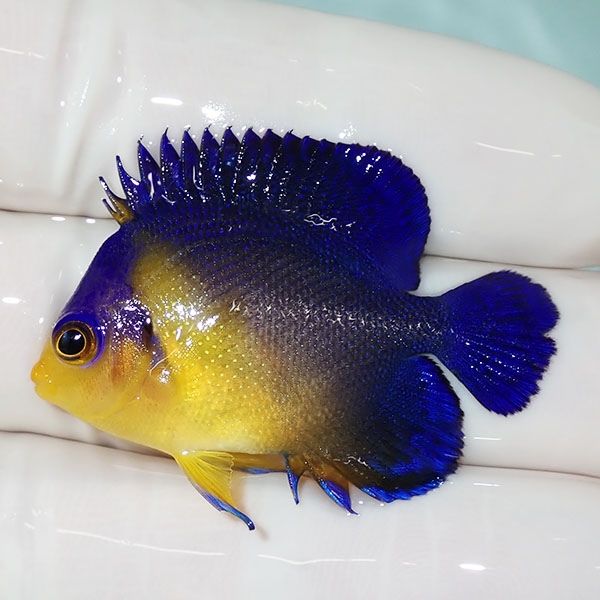 【現物22】スミレヤッコ 4cm±! 海水魚 ヤッコ 15時までのご注文で当日発...