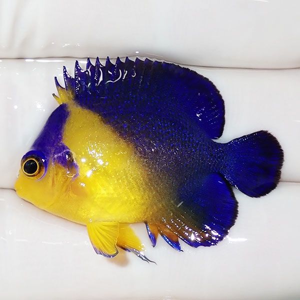 【現物23】スミレヤッコ 3.5cm±! 海水魚 ヤッコ 15時までのご注文で当日...