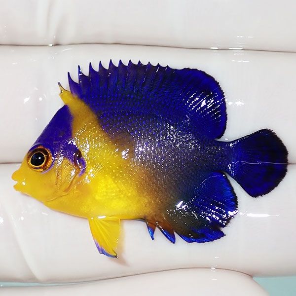 【現物24】スミレヤッコ 4cm±! 海水魚 ヤッコ 15時までのご注文で当日発...