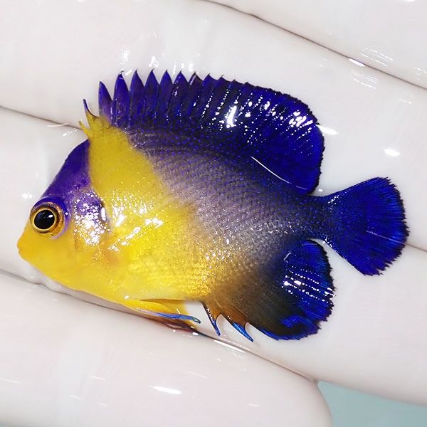 【現物26】スミレヤッコ 4cm±! 海水魚 ヤッコ 15時までのご注文で当日発...