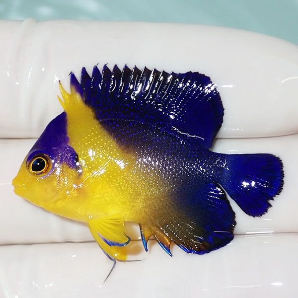 【現物27】スミレヤッコ 4cm±! 海水魚 ヤッコ 15時までのご注文で当日発...