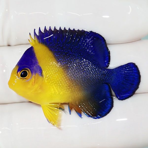 【現物28】スミレヤッコ 4cm±! 海水魚 ヤッコ 15時までのご注文で当日発...