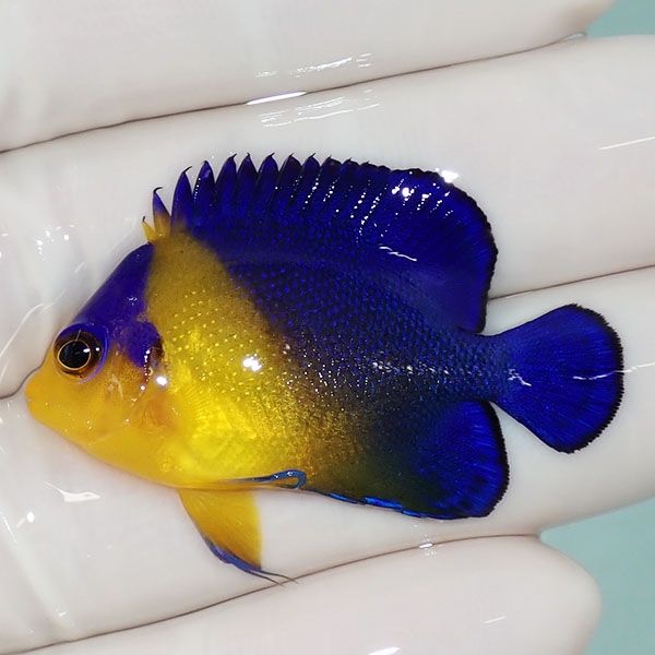 【現物29】スミレヤッコ 4cm±! 海水魚 ヤッコ 15時までのご注文で当日発...