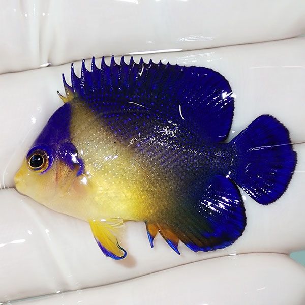 【現物30】スミレヤッコ 4cm±! 海水魚 ヤッコ 15時までのご注文で当日発...